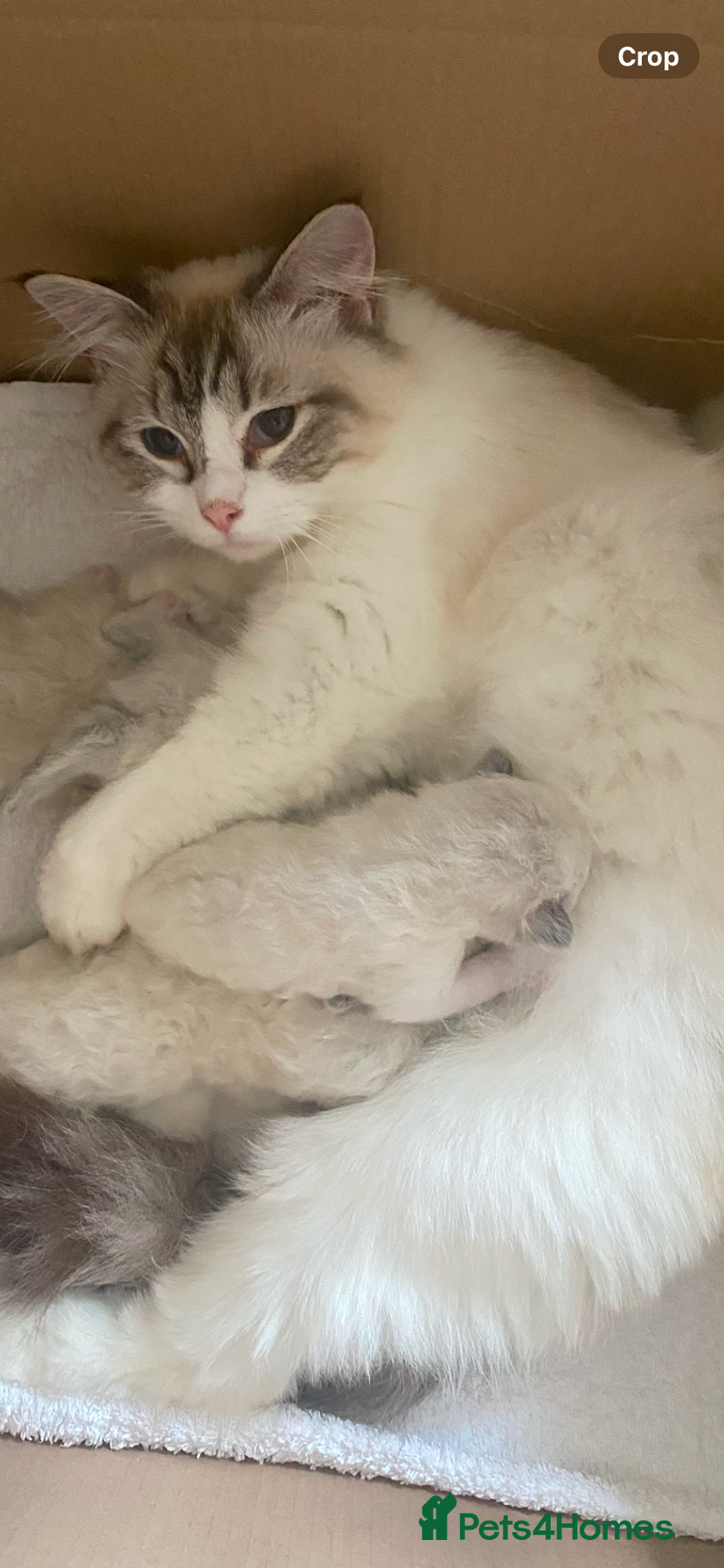 Ragdoll cats Beautiful Purebred Ragdoll Cat – Gentle Blue Eyed  - Advert 2