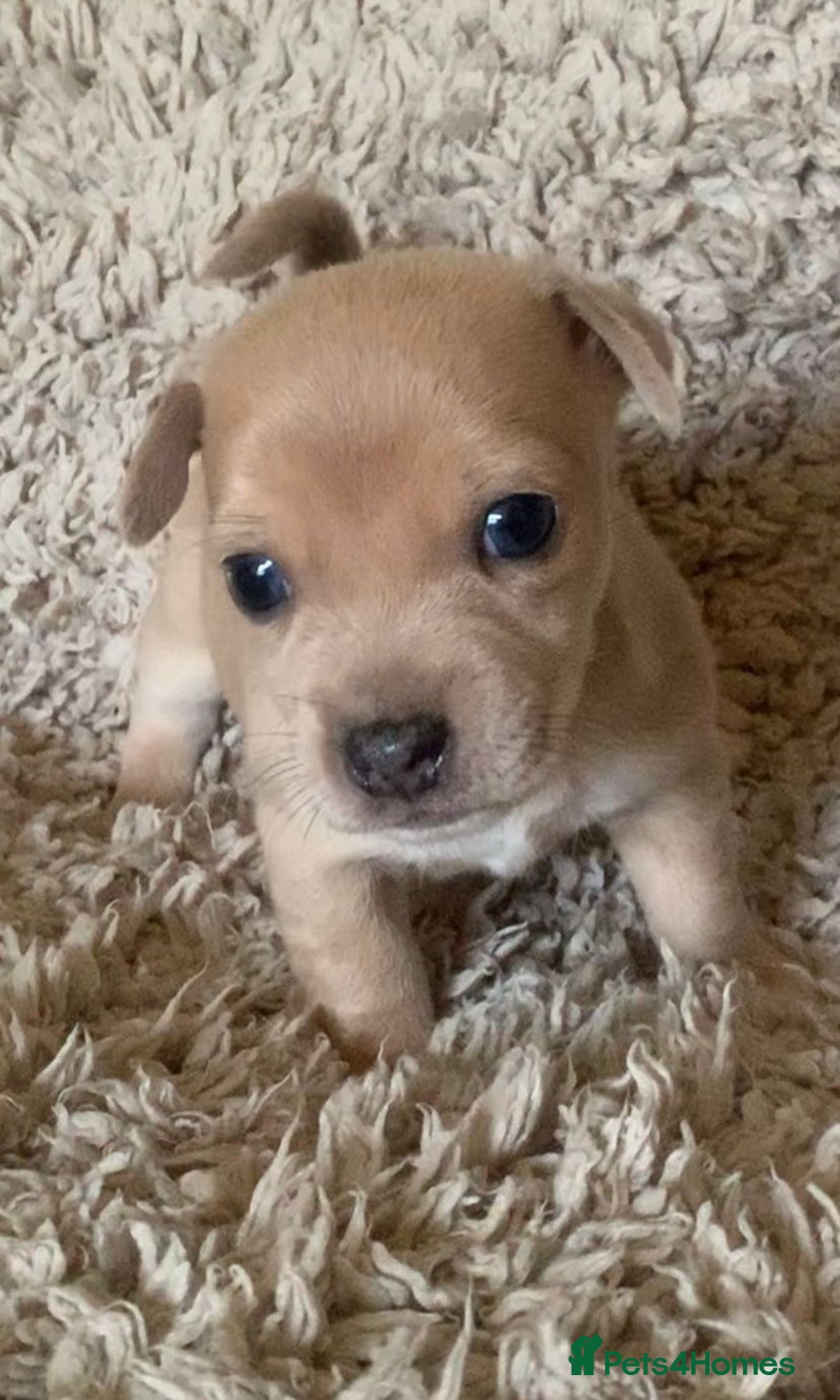 Jack Russell dogs for sale: Exceptional litter of miniature Jack RussellS - Image 15