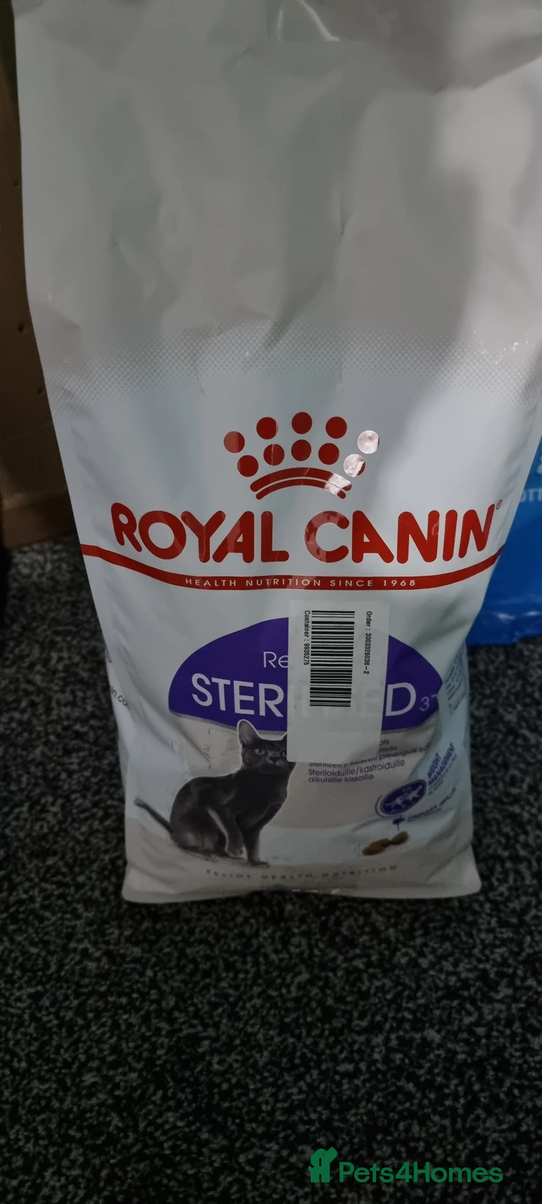 Russian Blue cats for sale: Blue Russian Cat Looking for a Loving Home - Advert 11