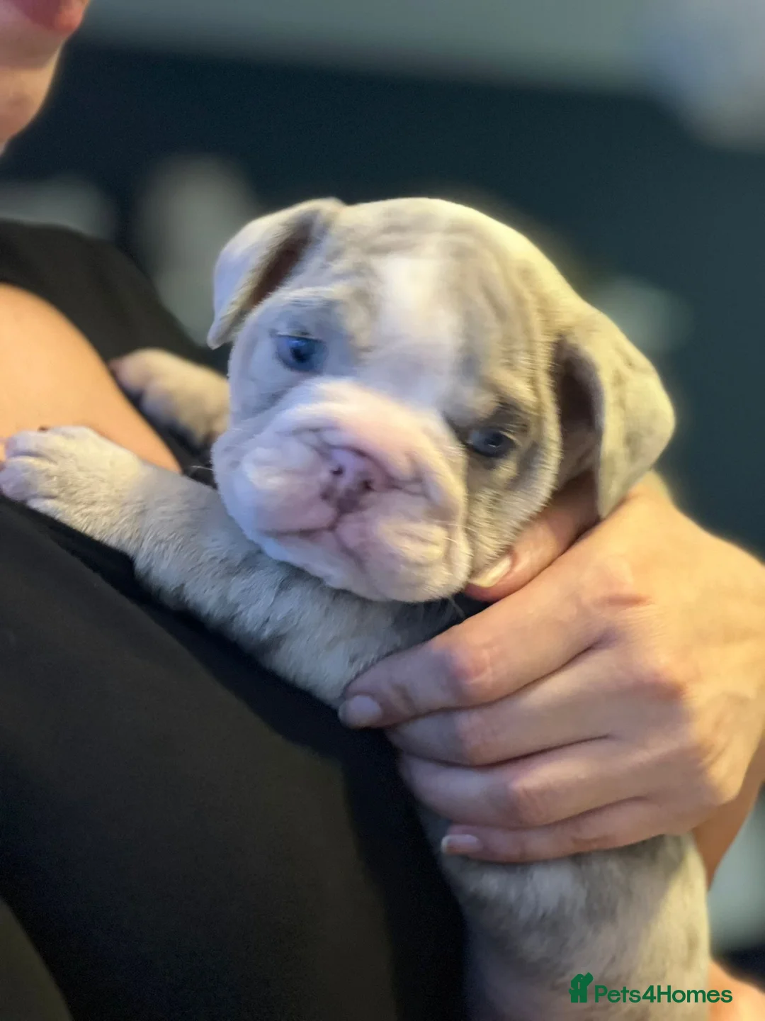 English Bulldog dogs for sale: Tiny Paws, Big Hearts – English Bulldog Puppies - Advert 2