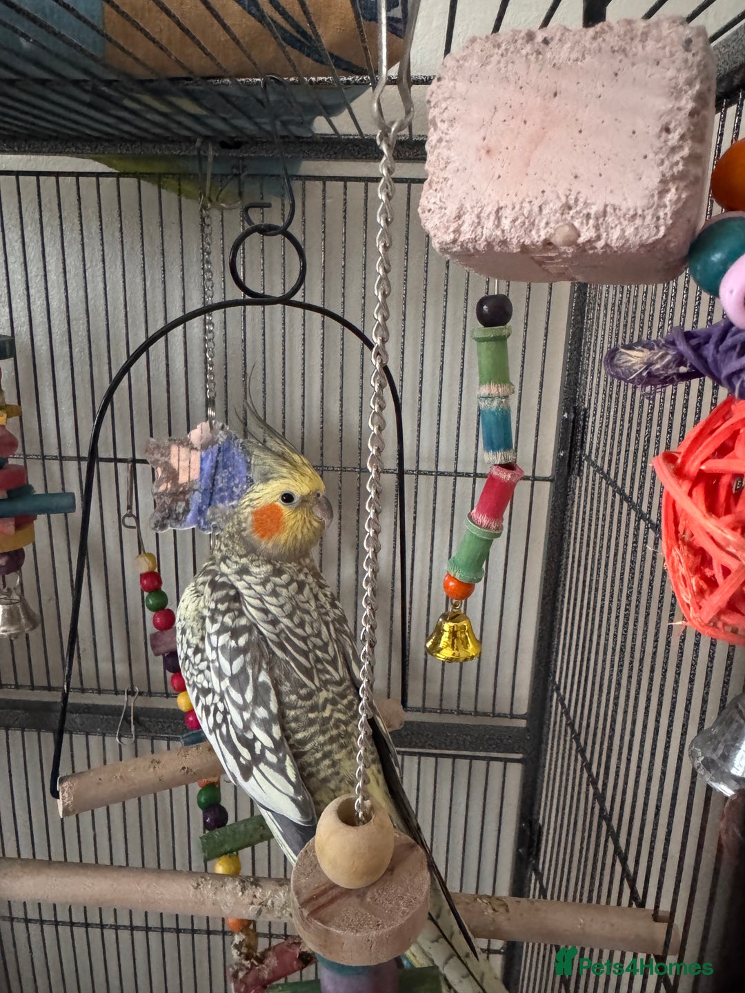 Cockatiels birds for sale: Male cockatiel - Advert 1