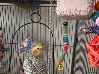 Cockatiels birds Male cockatiel - Advert 1