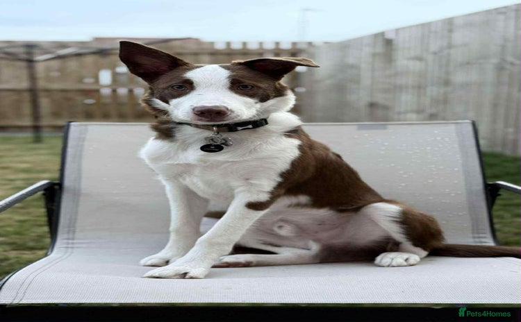 Border Collie dogs - Advert 11