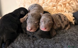 Cavapoochon dogs for sale: Rare Cavapoochons Home Raised PRA clear - Image 8