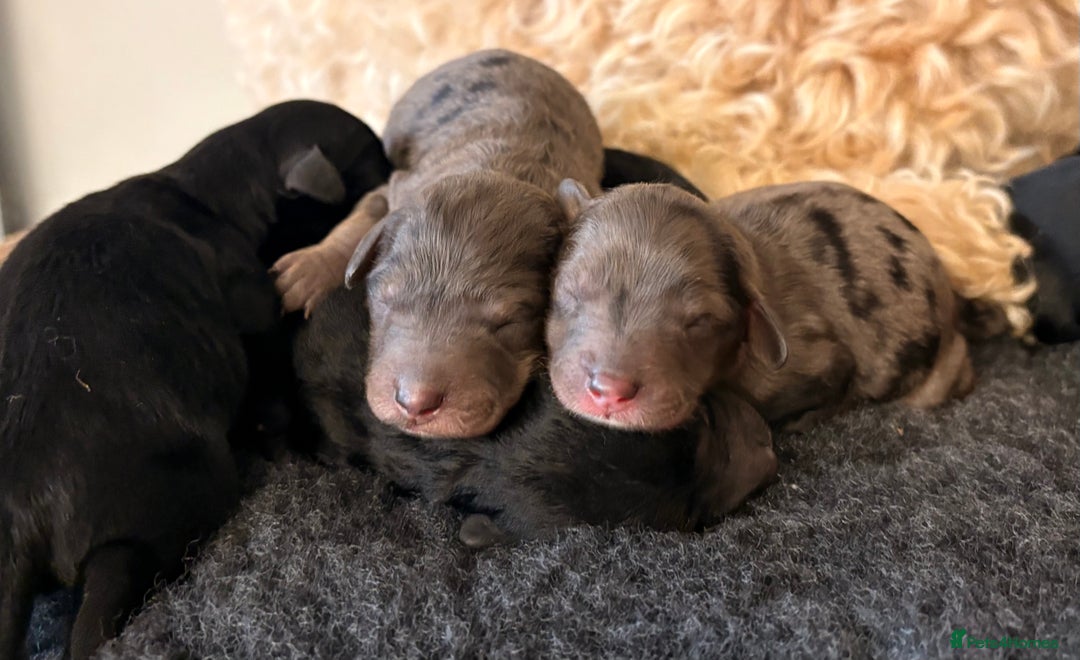 Cavapoochon dogs for sale: Rare Cavapoochons Home Raised PRA clear - Image 8