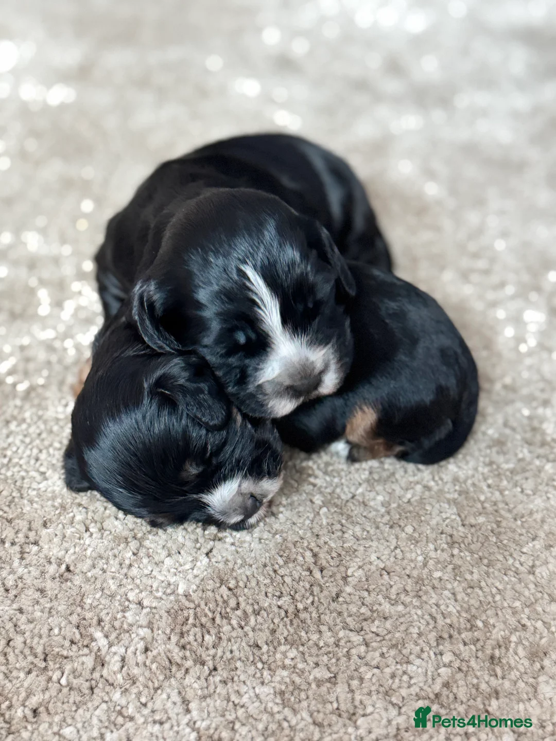 Cocker Spaniel dogs for sale: Cocker spaniel puppies - Advert 8