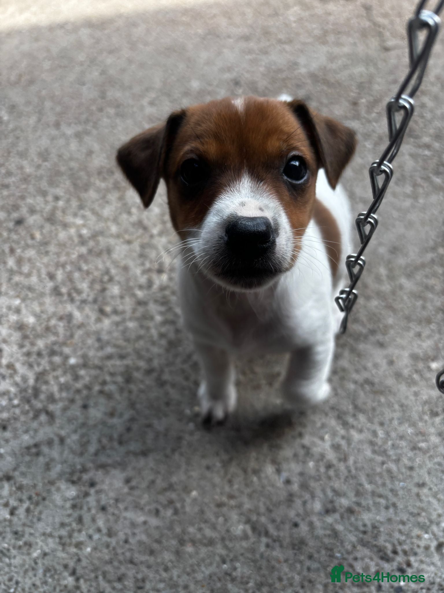 Jack Russell dogs *1 dog left* Jack Russell pups for sale  - Advert 2
