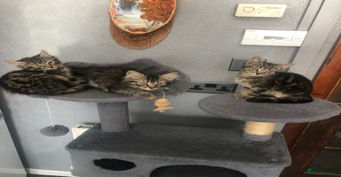 Mixed Breed cats - Advert 7