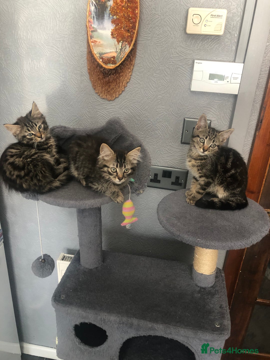 Mixed Breed cats for sale: Beautifully kittens ready for new home - Image 3
