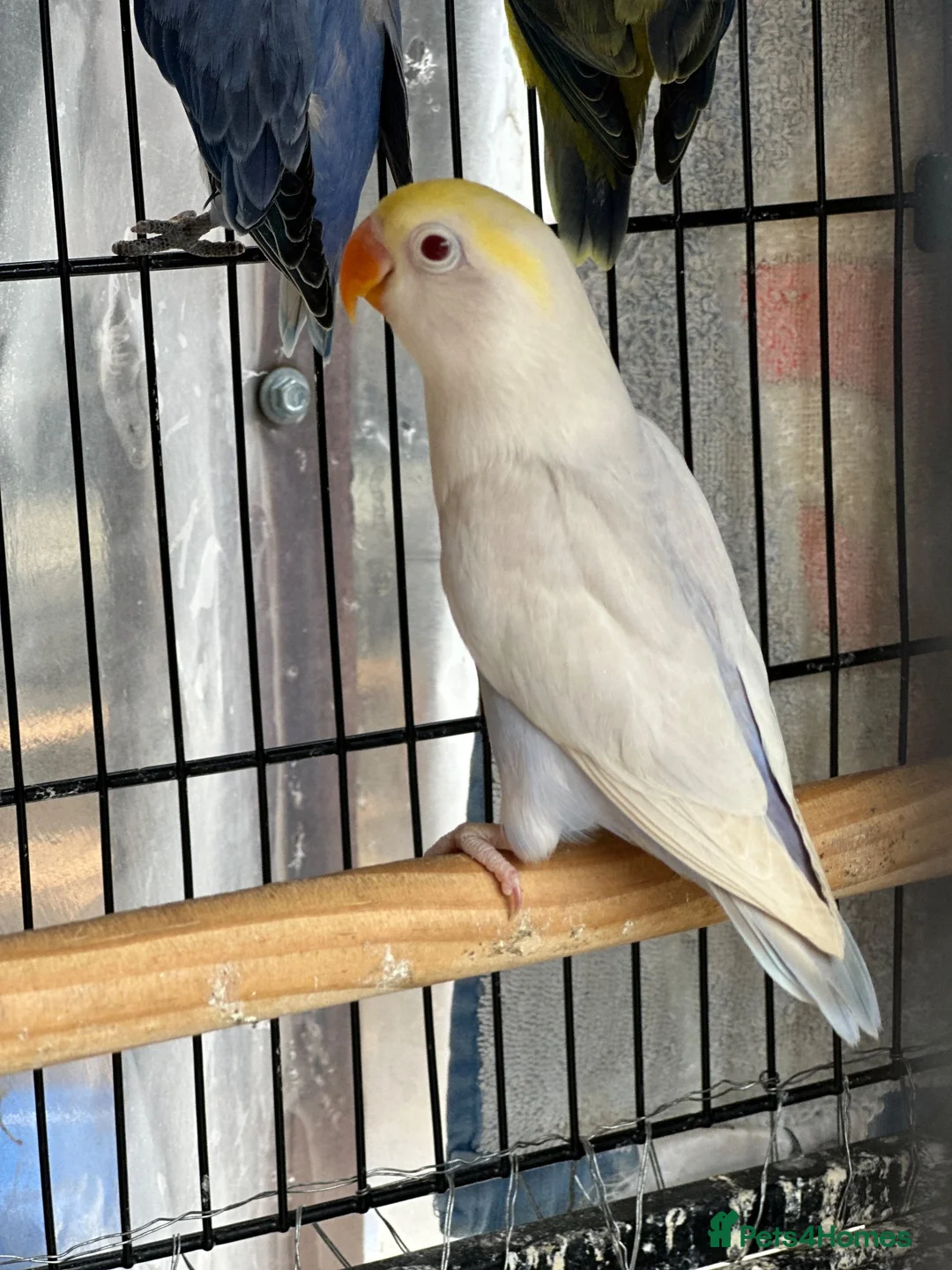 Lovebirds birds for sale: Pale Fallow Lovebirds  - Advert 12