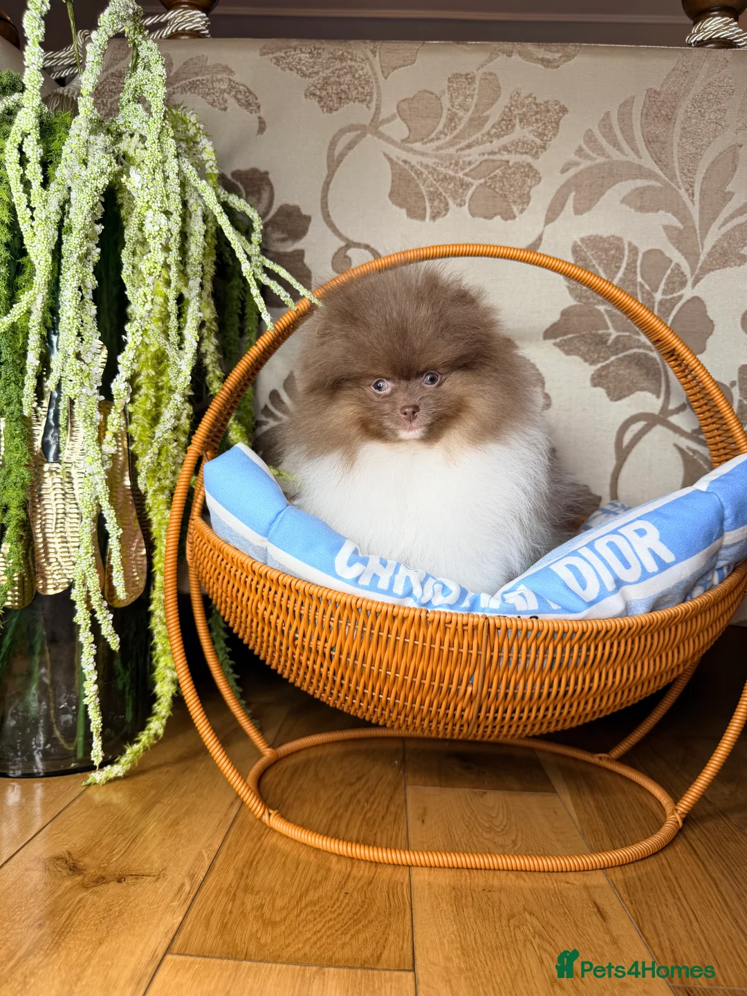 Pomeranian dogs for sale: Exclusive Lilac Party color Pomeranian Boy - Advert 30