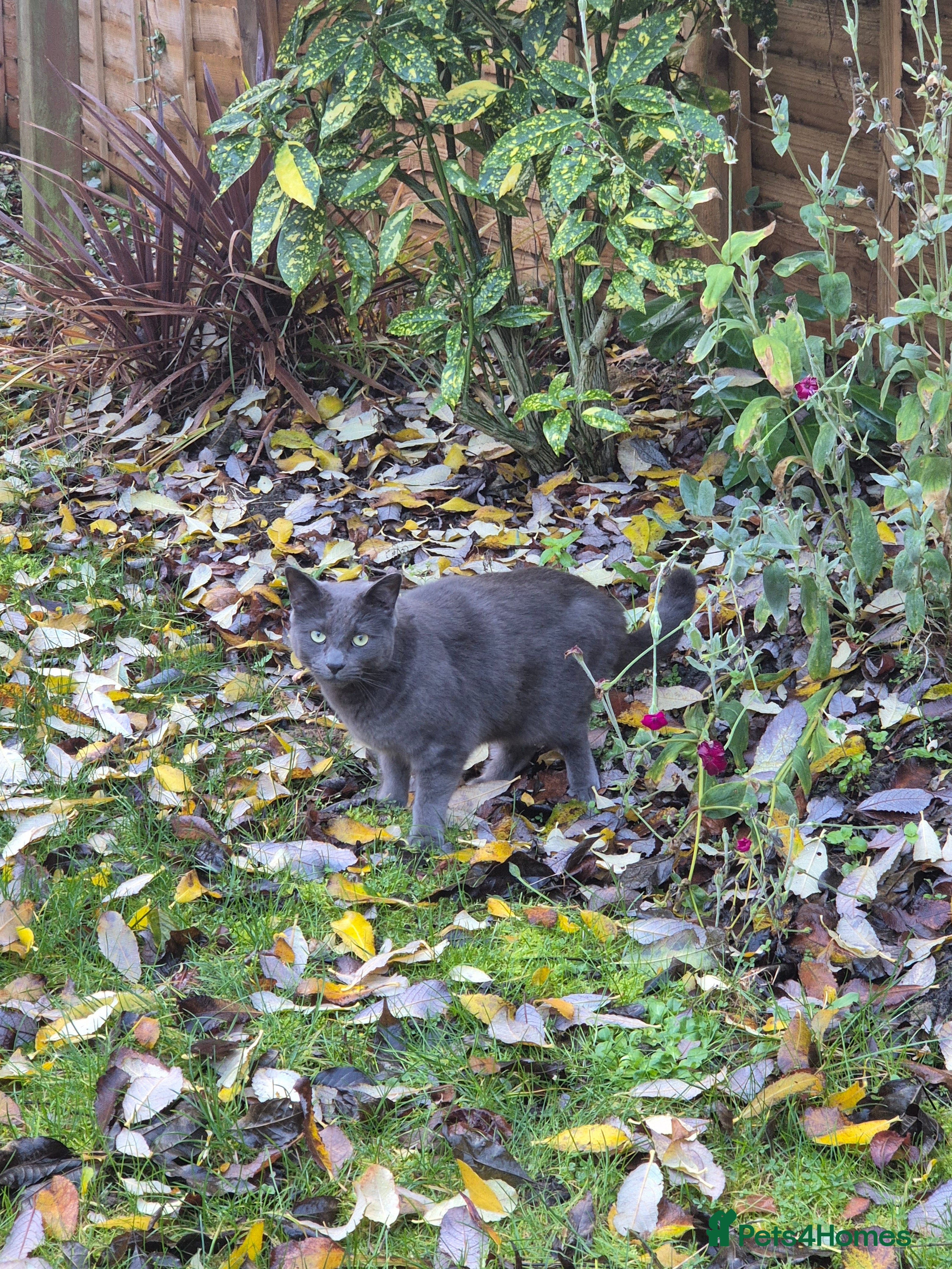 Mixed Breed cats Leo - Looking for a new home - Advert 1