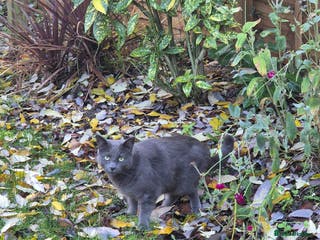 Mixed Breed cats Leo - Looking for a new home - Advert 8