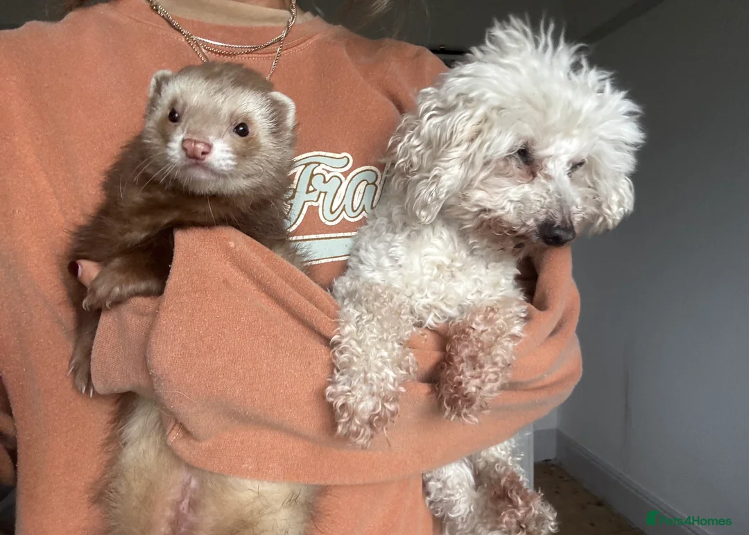 Ferret rodents for sale: Beautiful semi angora cinnamon ferret - Advert 12