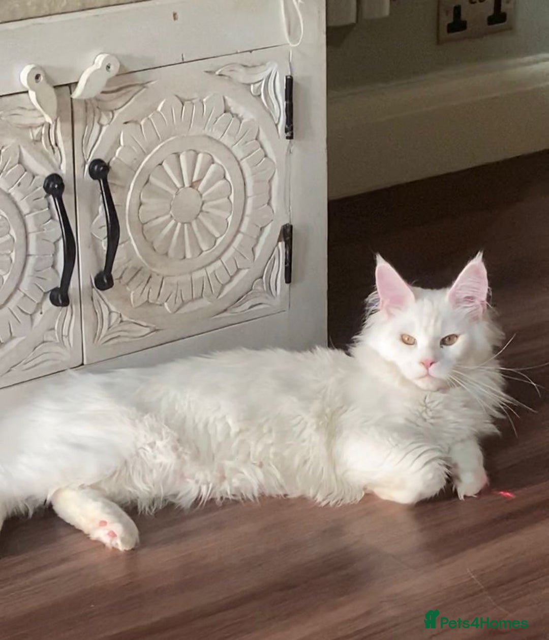 Maine Coon cats for sale: TICA Maine Coon Russian - Advert 7