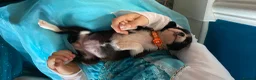 Boxer dogs for sale: Boxer KC puppies  - Advert 21