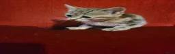 Mixed Breed cats for sale: beautiful tabby kitten 8 weeks old - Advert 6