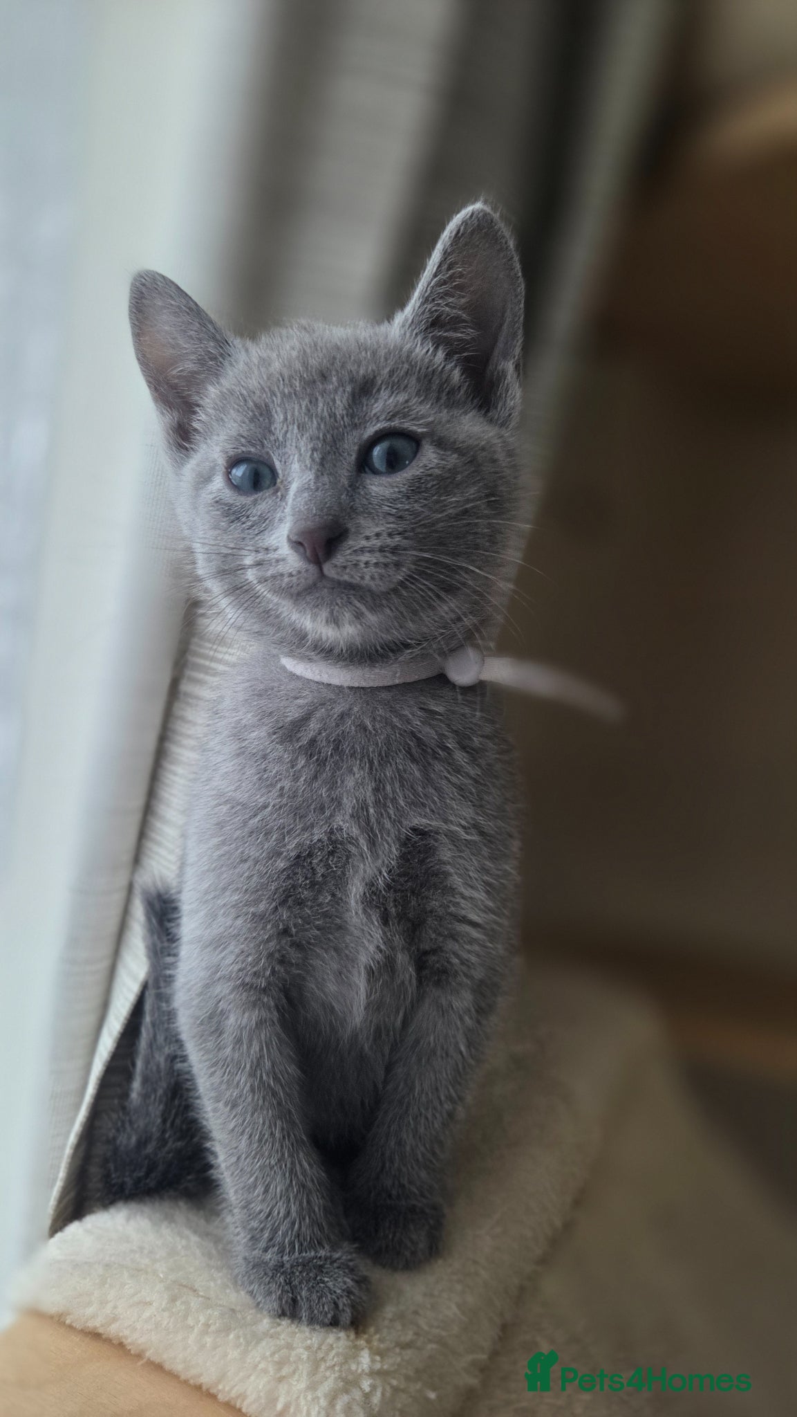 Russian Blue cats Stunning Russian Blue Boy - Tica registered  - Advert 2