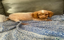 Cocker Spaniel dogs for sale: Beautiful cocker spaniel pups  - Image 6