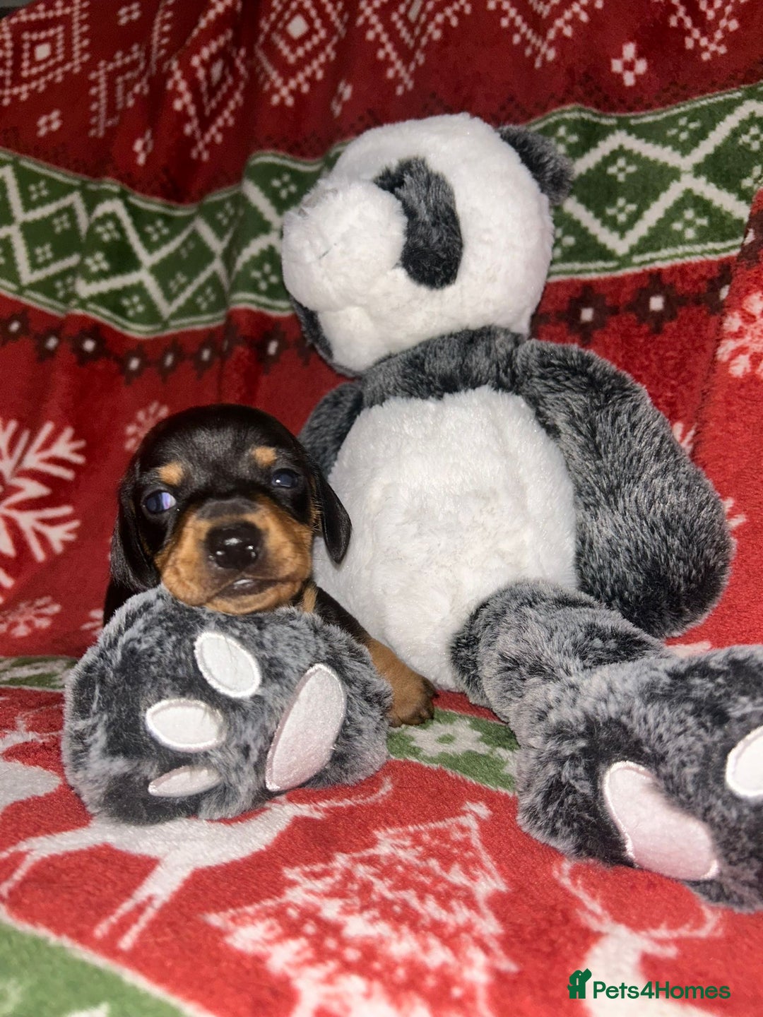 Miniature Dachshund dogs for sale: Black/tan female miniature dachshund  - Image 6