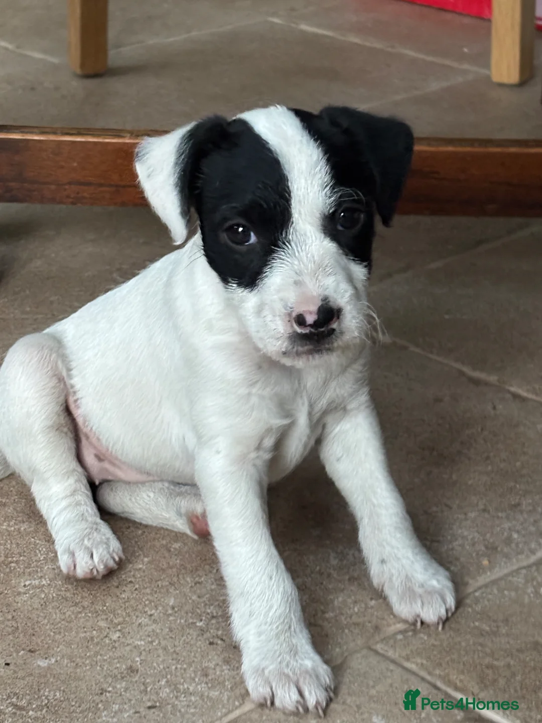 Jack Russell dogs for sale: Beautiful small Jack Russell bitches - Advert 1