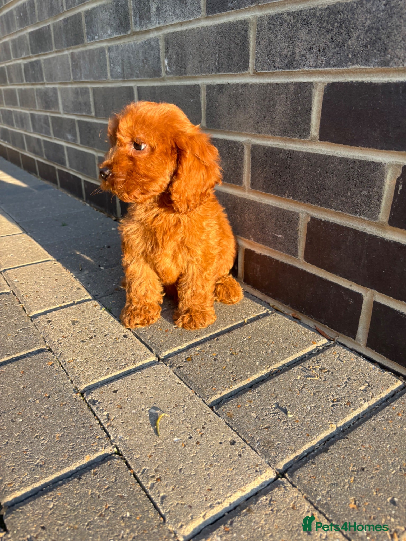 Cockapoo dogs ONE F1 COCKAPOO BOY  🐶 - Advert 1