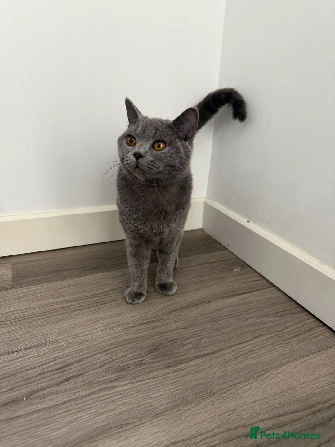 British Shorthair cats for sale: Gccf male British shorthair  - Advert 4