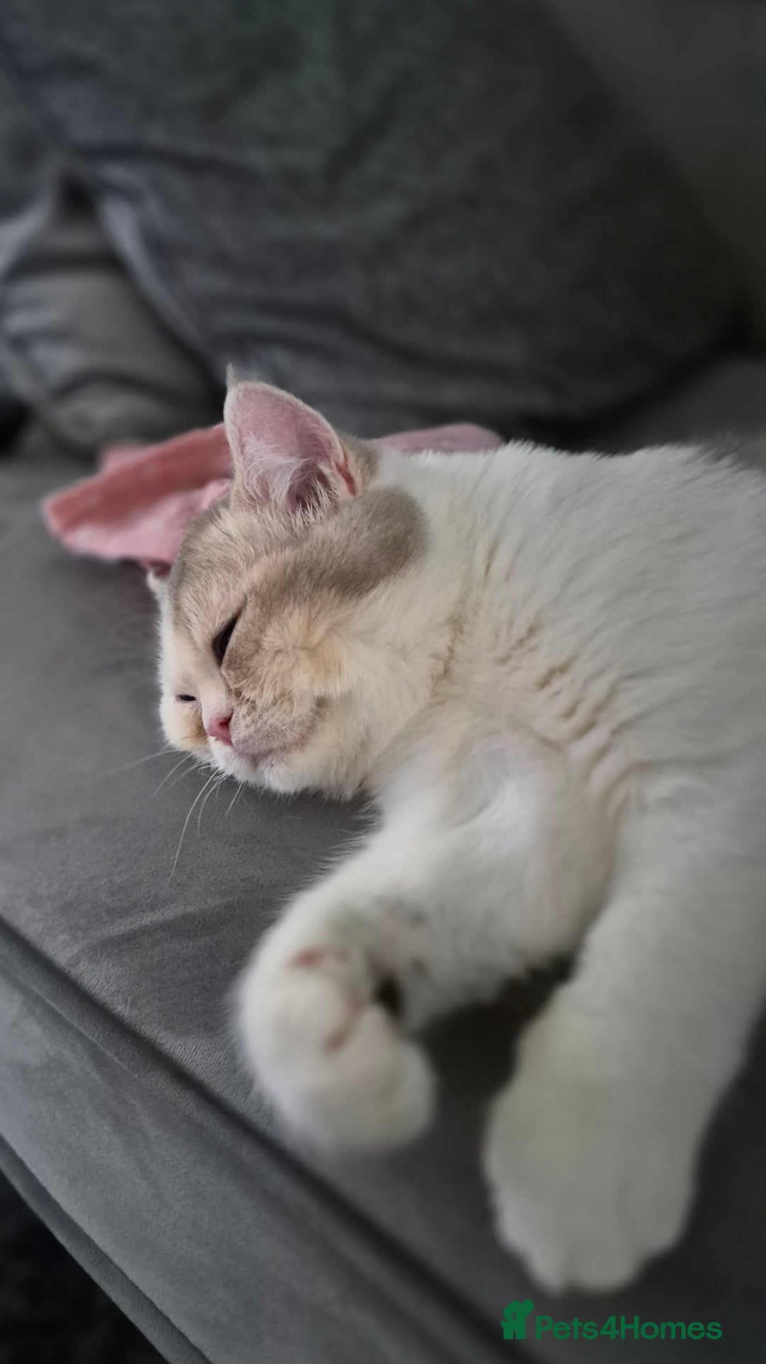 British Shorthair cats for sale: Ready now , Blue Golden and white boy  - Advert 3