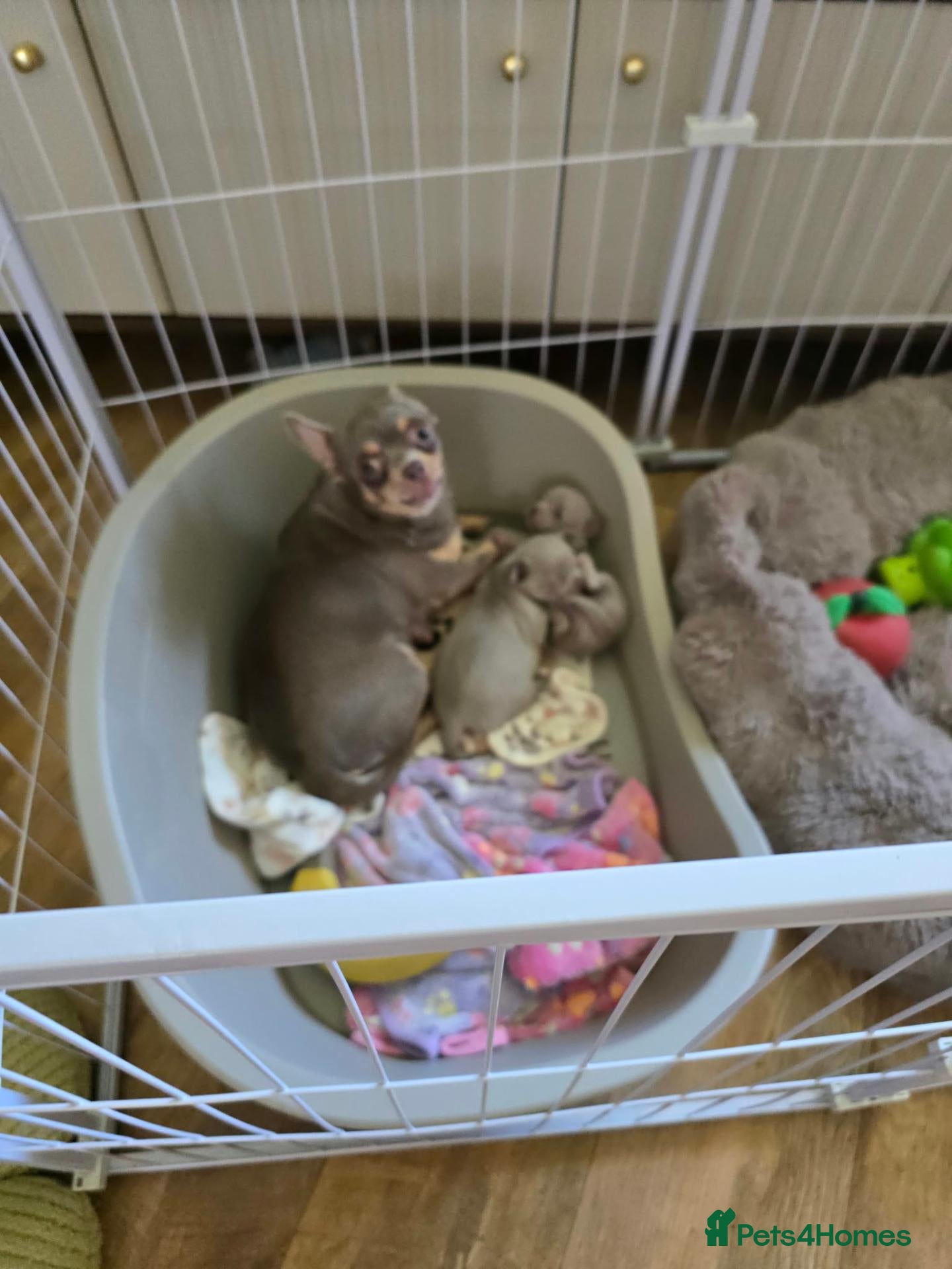 Chihuahua dogs Lilac Chihuahua Puppies  - Advert 1