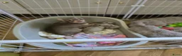 Chihuahua dogs for sale: Lilac Chihuahua Puppies  in Saint Helens - Advert 1