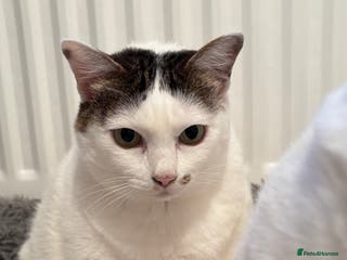 Thai cats Our 3 Beloved Indoor Cats Need a Forever Home - Advert 10