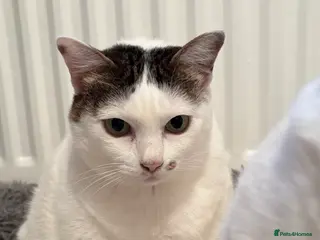 Thai cats Our 3 Beloved Indoor Cats Need a Forever Home - Advert 7