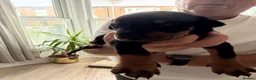 Dobermann dogs for sale: Doberman puppies boys only - Advert 8