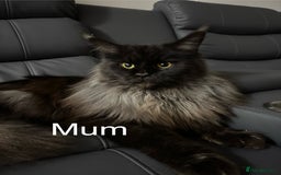 Maine Coon cats for sale: Full Maine Coone Kittens - Image 1