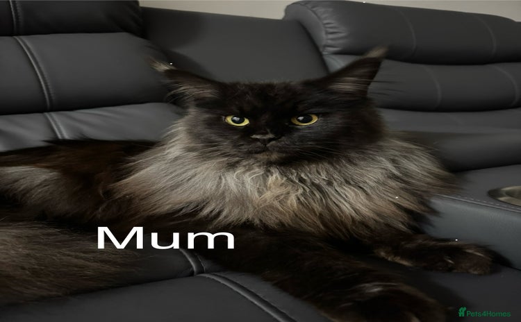 Maine Coon cats - Advert 5