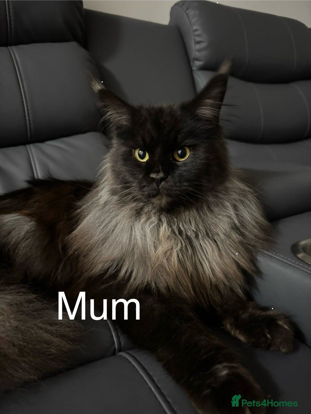 Maine Coon cats for sale: Full Maine Coone Kittens - Image 1