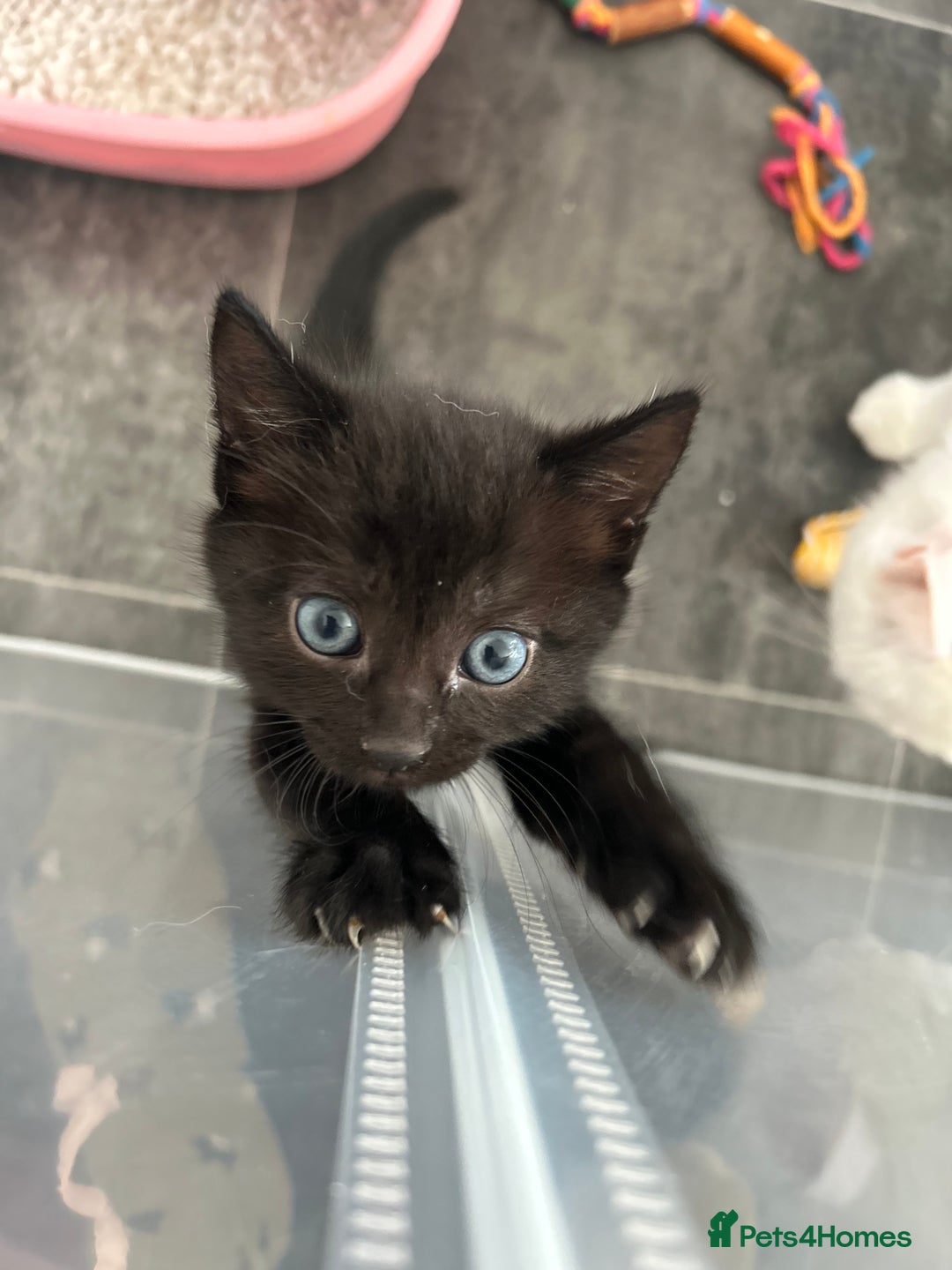 Mixed Breed cats for sale: 4 beautiful kittens available  - Advert 7