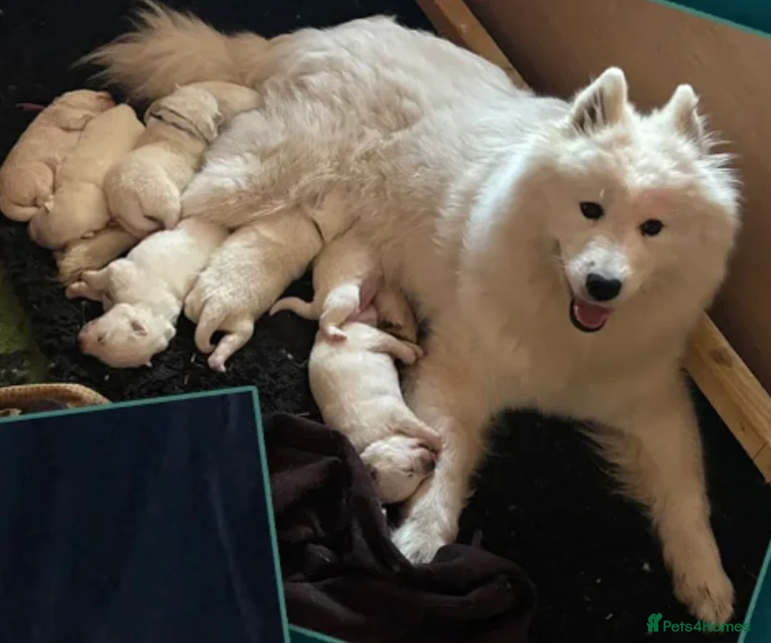 Samoyed dogs for sale: 9 week old Samoyed Female  - Advert 1