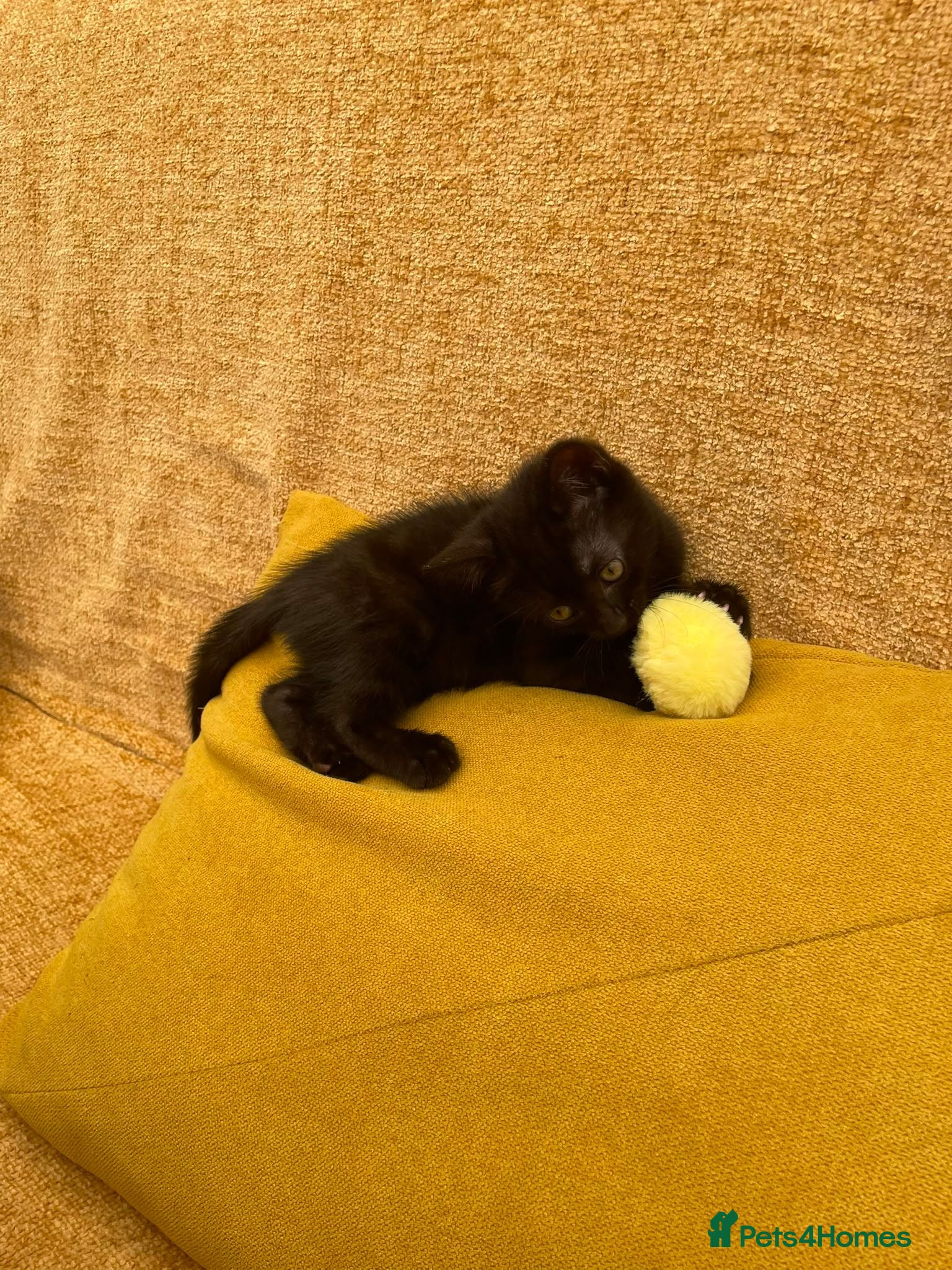 Mixed Breed cats Beautiful bread Sokoke × Turkish Van Kittens❤️ - Advert 2