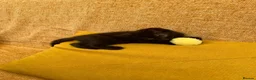 Mixed Breed cats for sale: ❤️Stunning Dark Chocolate Sokoke-Marked Girl 🐾❤️ - Advert 5