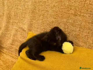 Mixed Breed cats Beautiful bread Sokoke × Turkish Van Kittens❤️ - Advert 2