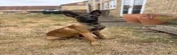 Belgian Shepherd Dog dogs for sale: belgium malinois in Lincoln - Advert 1