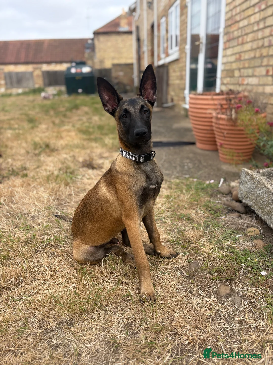 Belgian Shepherd Dog dogs for sale: belgium malinois in Lincoln - Advert 1