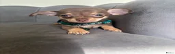 Chihuahua dogs for sale: Stunning KC Reg Chocolate Chihuahuas - Advert 7