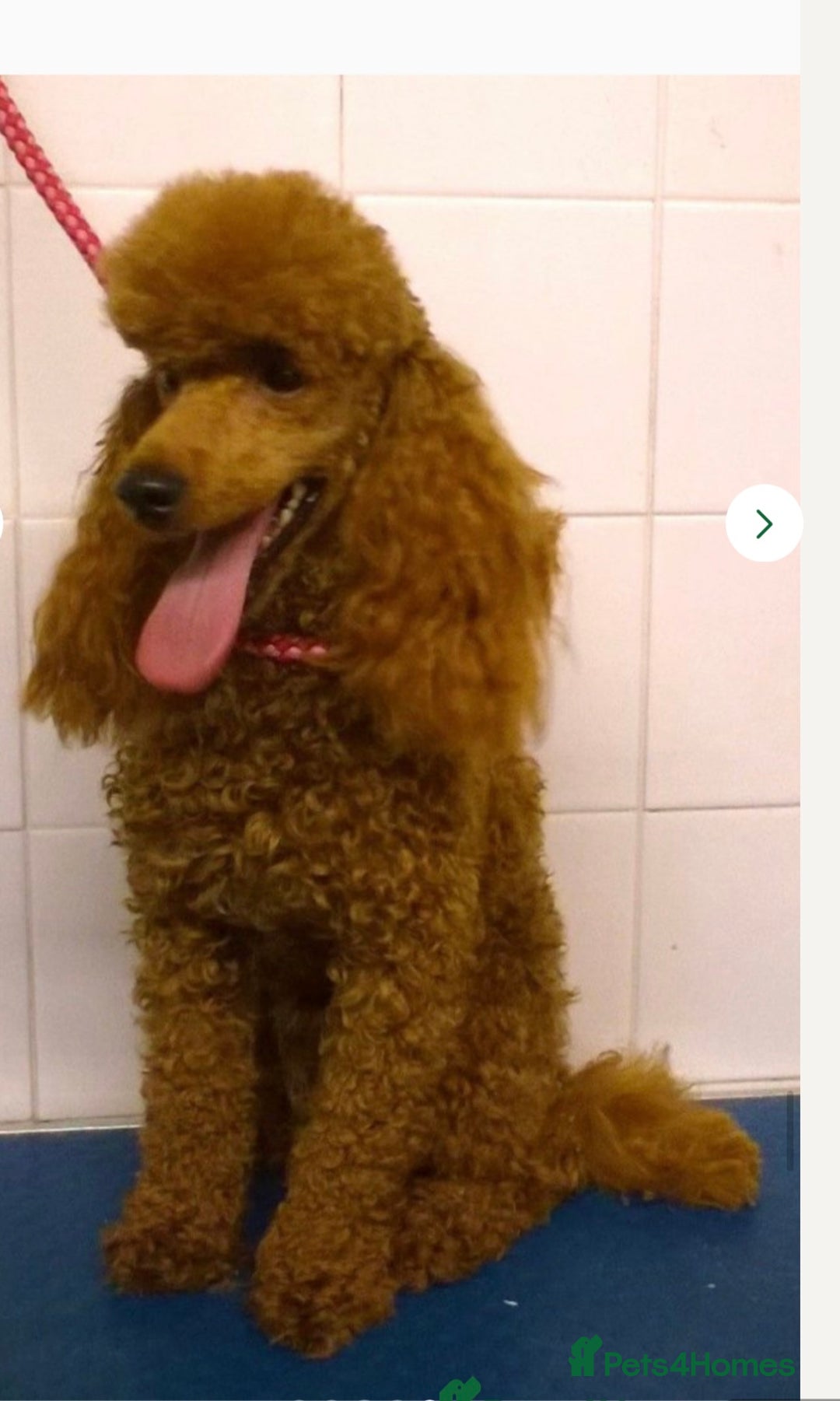 Cavapoo dogs for sale: Beautiful cavapoo puppy’s  in Ashford - Image 4