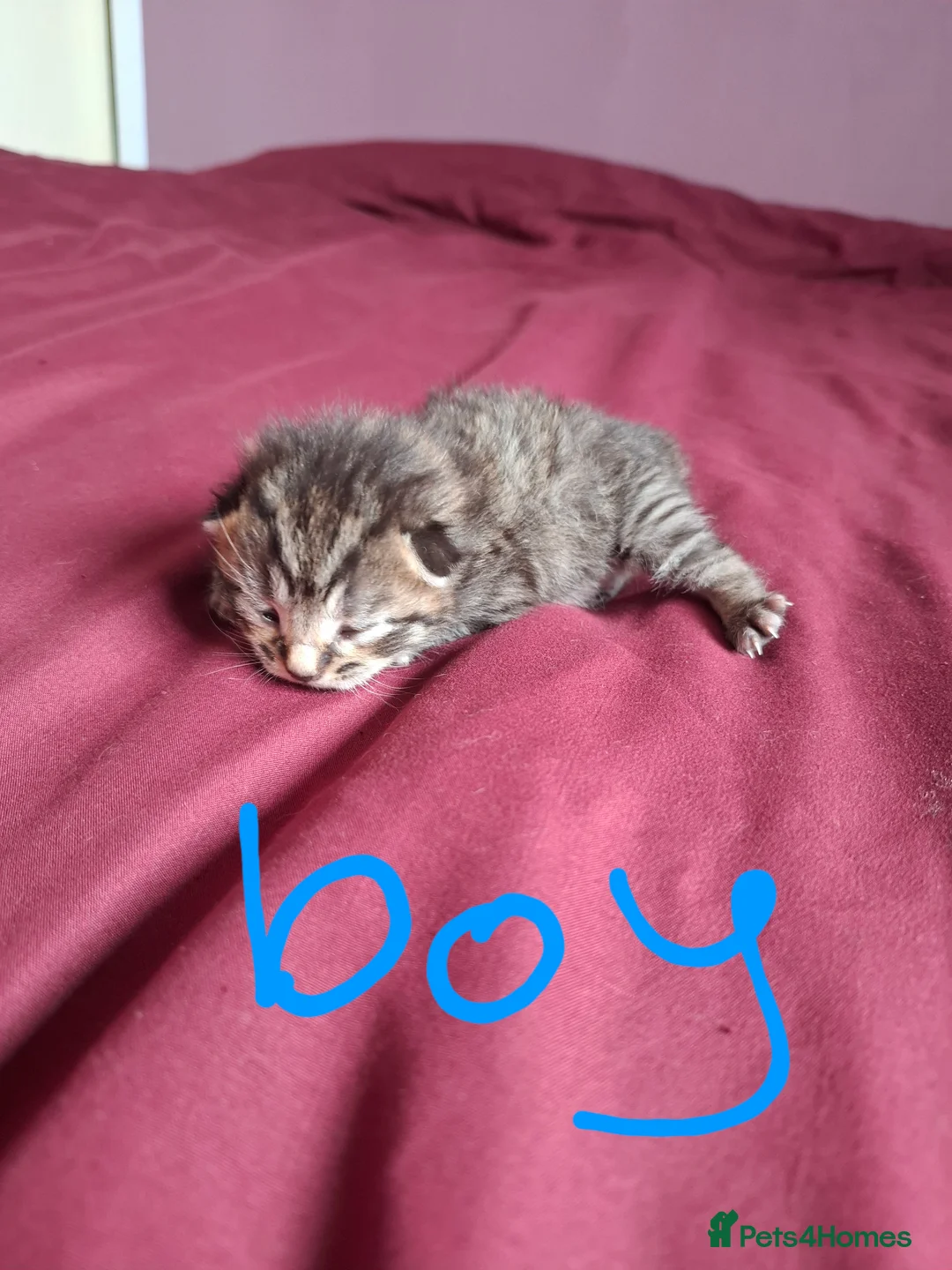 Mixed Breed cats for sale: 12 lovely kittens looking for their forever homes  - Advert 2