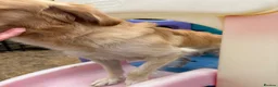 Mixed Breed dogs for sale: Magnificent blonde wolf dog puppies golden sarloos - Advert 16