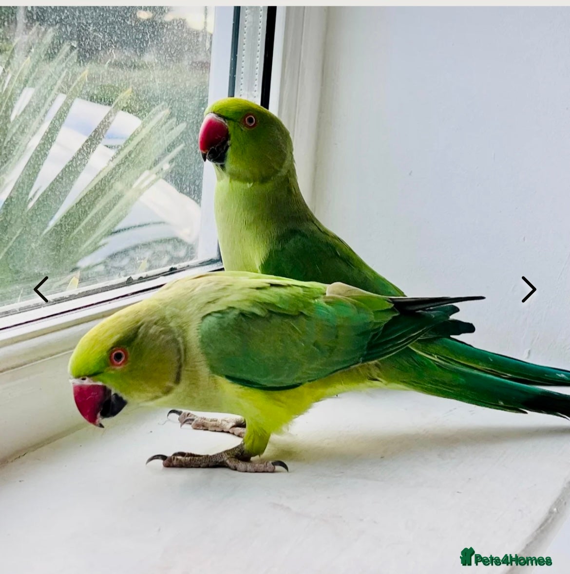 Ringnecks birds They need more attention  - Advert 2