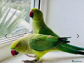 Ringnecks birds They need more attention - Advert 2