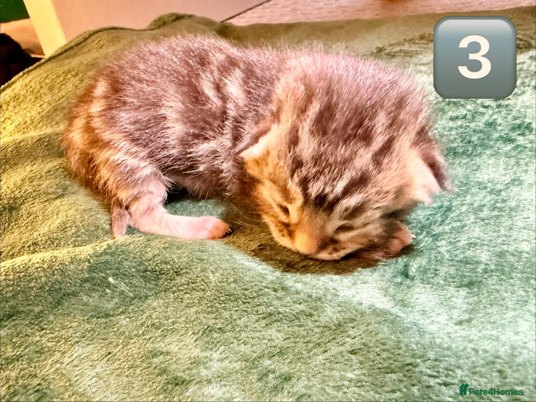 Maine Coon cats for sale: Gorgeous Fluffy Maine Coon Kittens  - Advert 11